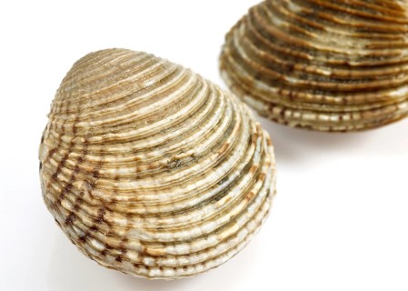 Shells