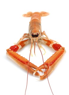Dublin Bay prawn