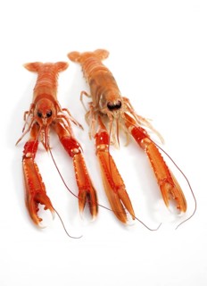 Dublin Bay prawn