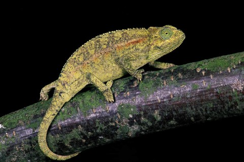 ELLIOT'S CHAMELEON OR MONTANE SIDE-STRIPED CHAMELEON chamaeleo ellioti