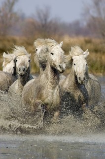 CAMARGUE HORSE