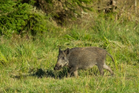 Wild Boar