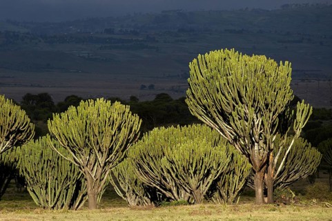 Euphorbia trees