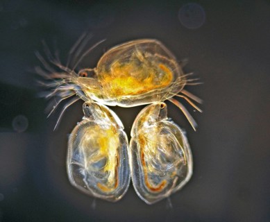Water fleas at approx. 25x magnification