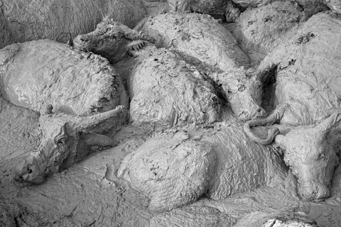 Water buffalo in mud hole
