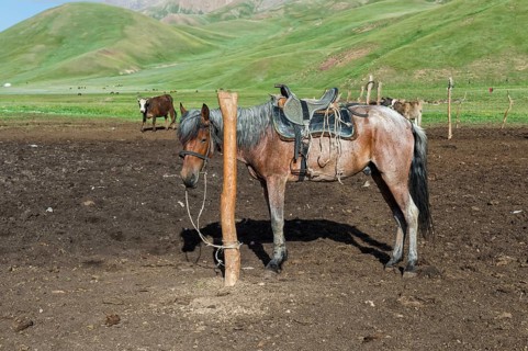 Horse attached to a pole