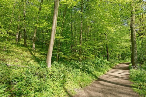 Forest path through copper beech forest