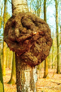 Burl
