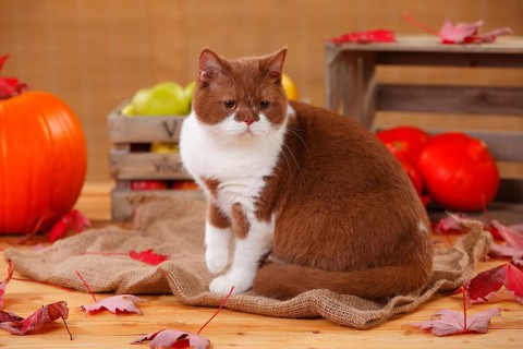 British shorthair