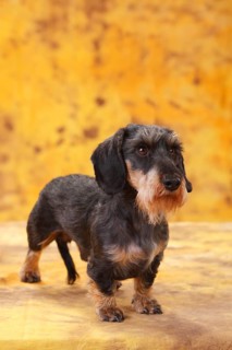 Dwarf grey haired dachshund