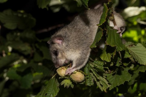 Fat dormouse
