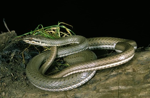 Schokar Sand Racer