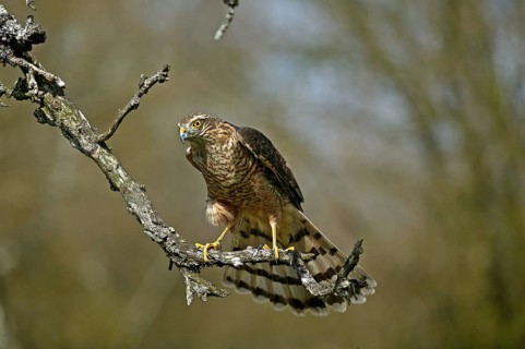 EUROPEAN SPARROWHAWK