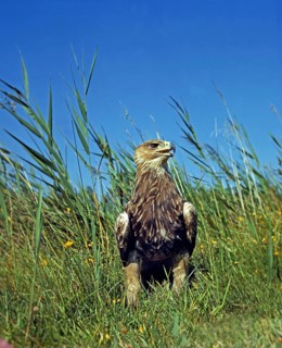 Imperial Eagle