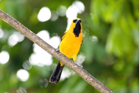 Yellow Oriole