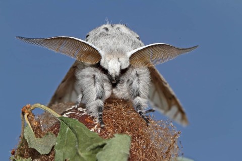 Greater fork tail