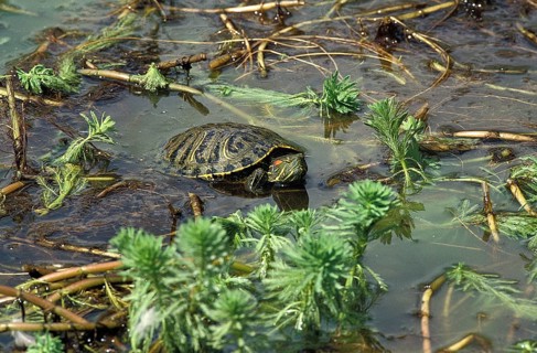 Red Eared Terrapin