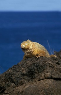 Galapagos Land Iguana