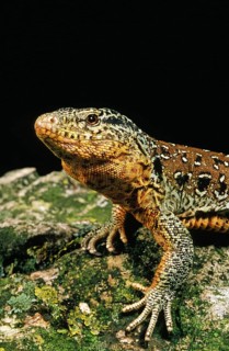 Chilean teju