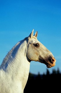 Lipizzaner horse