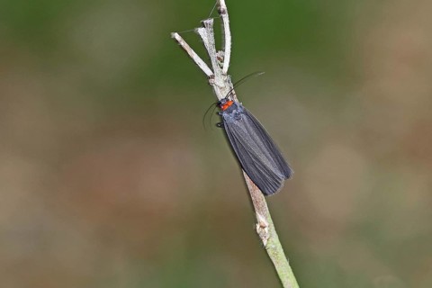 Red-collared Lichenbaer