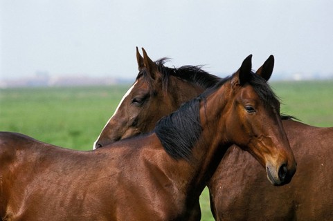Nonius horse