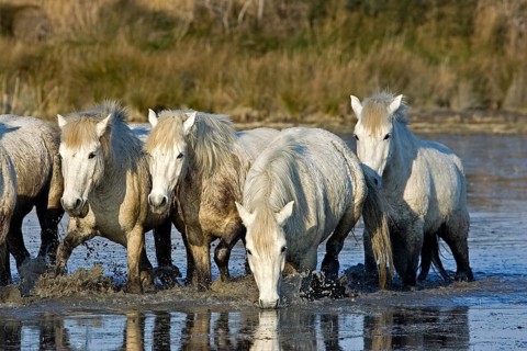 CAMARGUE HORSE