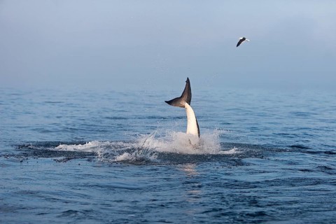 Great white shark