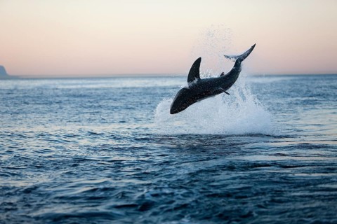 Great white shark