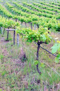 Old vines in the Orotava Valley