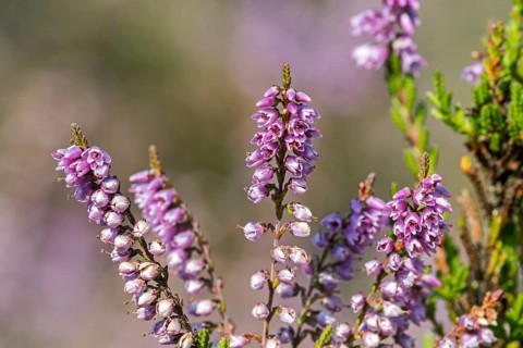 Close up of common heather