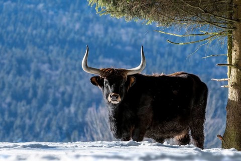 Heck cattle