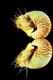 Nautilus