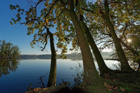 English oaks