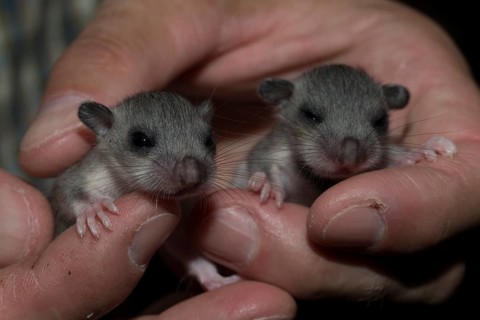 Edible dormouse
