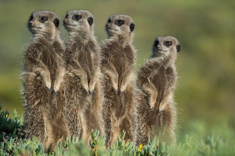 Meerkats