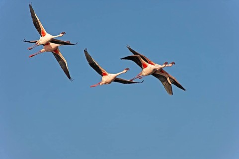 Lesser Flamingo