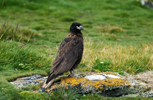 Striated Caracara