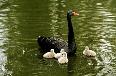 BLACK SWAN