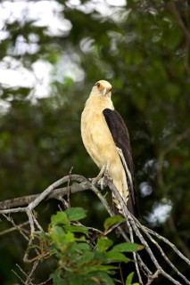 Yellow headed caracara