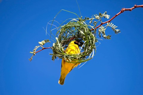 Southern Masked Weaver