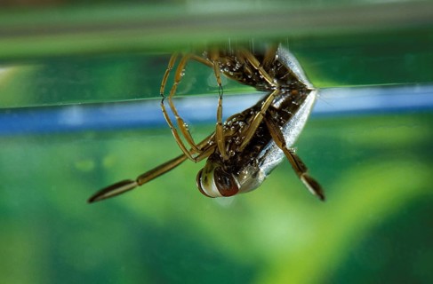 Common water boatman