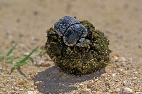 Dung beetle rolling dung ball