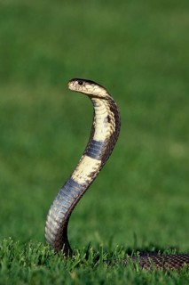 Indian Cobra