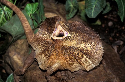 Frill necked Lizard