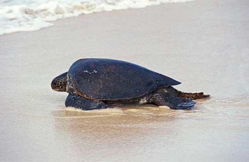 Green Sea Turtle
