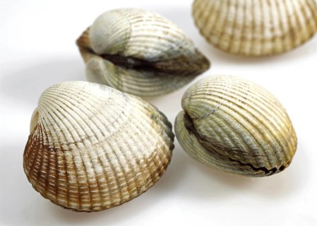 Common Cockle