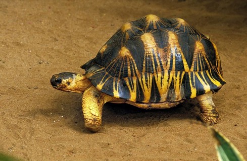 Madagascar Radiated Tortoise