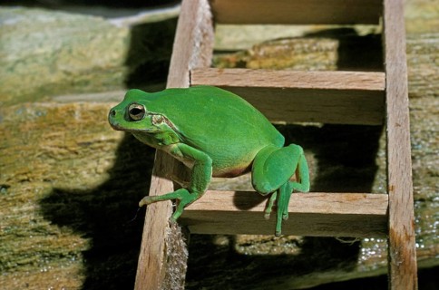EUROPEAN European tree frog