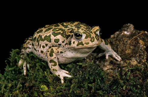 Green Toad